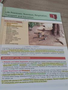Class 10 CBSE Biology Reference Textbook