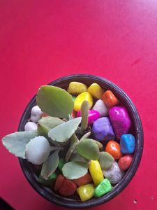 Adorable Potted Succulent with Colorful Stones