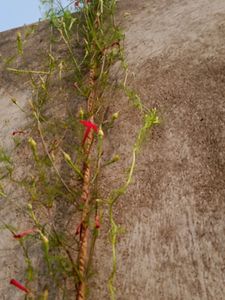 Cypress Vine Seeds