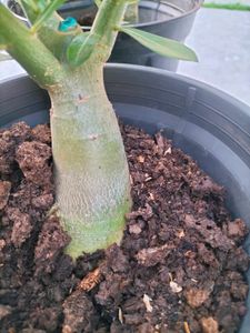 Live Plants (Rate: 150-350/-)