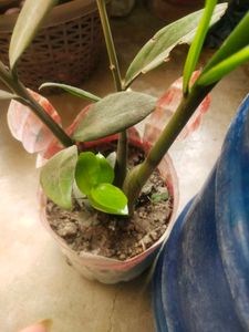 Big Size Zzzzzz Plant With Root Very Healthy