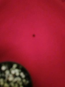 Cute Black Bindi