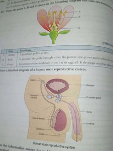 Xamidea Science Class 10 - 2024-25 Edition