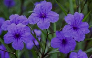 Combo Of Any 4 Plants
