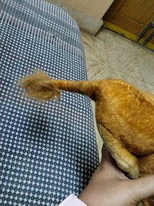 Lion Soft Toy