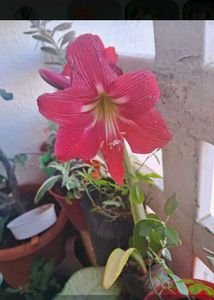 Amarlily plant