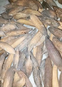shimmer cotton(2kg)