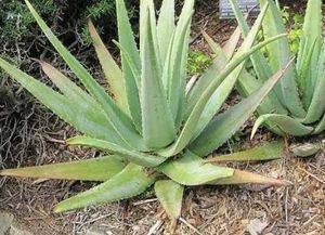 Healthy Aloevera Plant 🌵