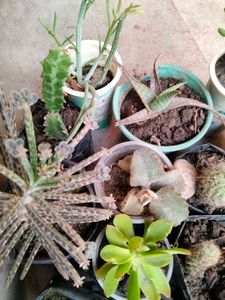 Assorted Combo Offer (15 Varieties)