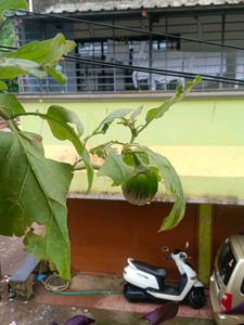 Plant Desi