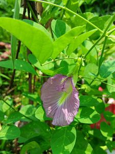 Pink Butterfly Pea Seeds