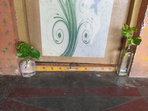 Money Plant  Original With Glass Bottles Any 1 Only