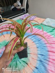 2 Flower Pots