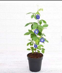 Aprajita Plant Seeds