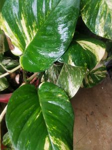 Big Size Leaf Money Plant Cutting