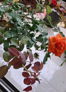 Combo Rose With Lots Of Freebies Only For Punekar
