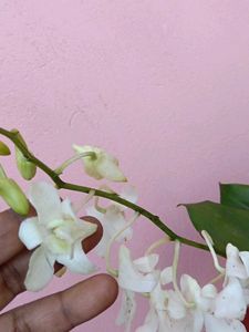 Orchids Limited Stock