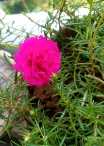 Everyday Flowering With Pot