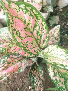 Aglaonema Boxer Big Size  Beautyful Plant