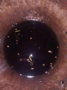 Homemade Indigo Aleovera Oil