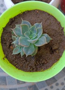 Set Of 4 Succulent (Without Pot)