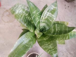 Combo Of 3 Plant Well Rooted