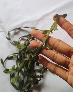 Gingham Lace