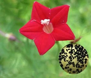 Combo Seeds For Flowers