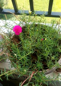 Everyday Flowering With Pot