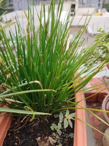 Plants