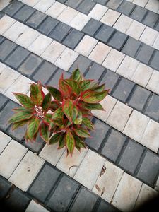 10 Live Root Plants