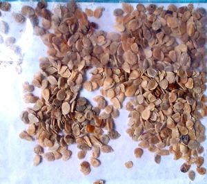 Tomato Seeds 500