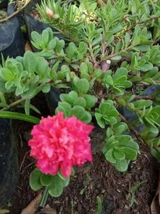 Portulaca Mixed Plant