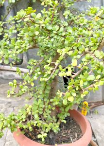 Jade Plant Sticks
