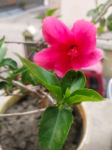 Dark Pink Healthy Hibiscus Flower Plant