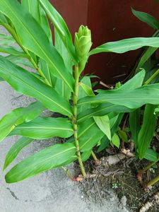 Dolon Chapa Flower Plant