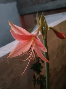 Amaryllis Bulb 1