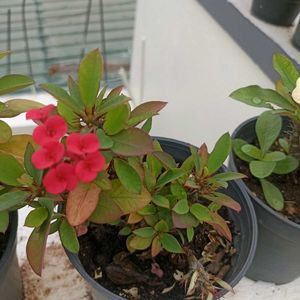 combo of 3 plants