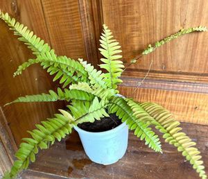 Healthy Goldern Fern