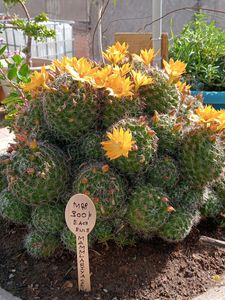 Mammlariya CACTUS Bulbs (Yellow Colour Bulbs   )