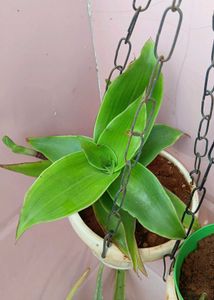 combo of Broken heart and Basket plant
