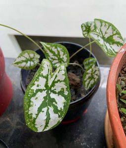 Caladium and cotton candy fern combo