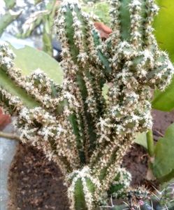 Triangle Cactus