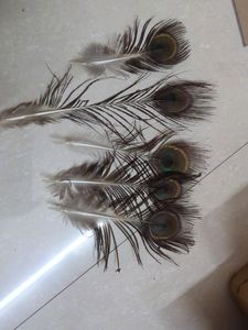 Peacock Feather