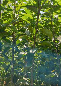 Hot Climate Apple Plant Anna, Hermann99, Golden 100℅ Gauranteed