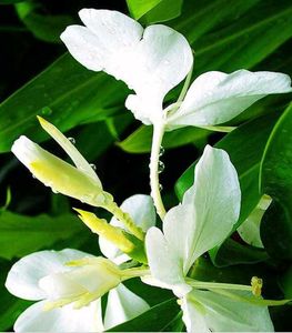 Sontakka plant With Black Dhatura