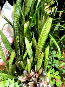 Snake 🌱