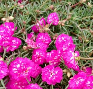Beautiful rose moss flowesrs