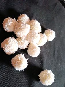 Pom Pom