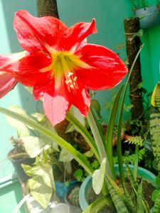 Lily Plant Live